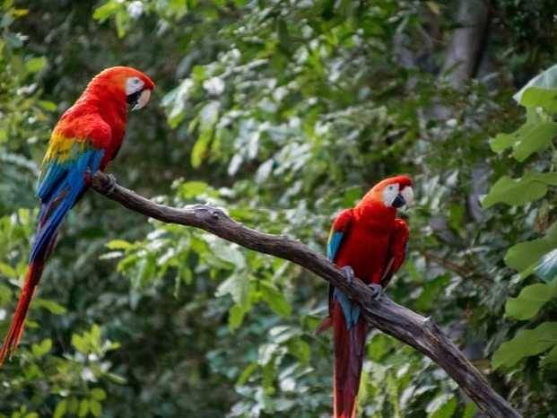 Burung makaw satwa asli Amerika Selatan. Foto unsplash.com/Giovanni Poveda