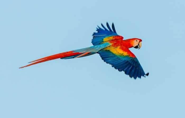 Burung makaw satwa asli Amerika Selatan. Foto unsplash.com/Zdeněk Macháček