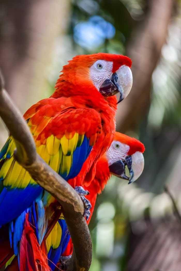 Burung makaw satwa asli Amerika Selatan. Foto unsplash.com/Jairo Alzate