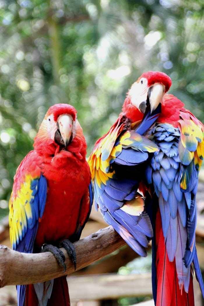 Burung makaw satwa asli Amerika Selatan. Foto unsplash.com/María Castillo