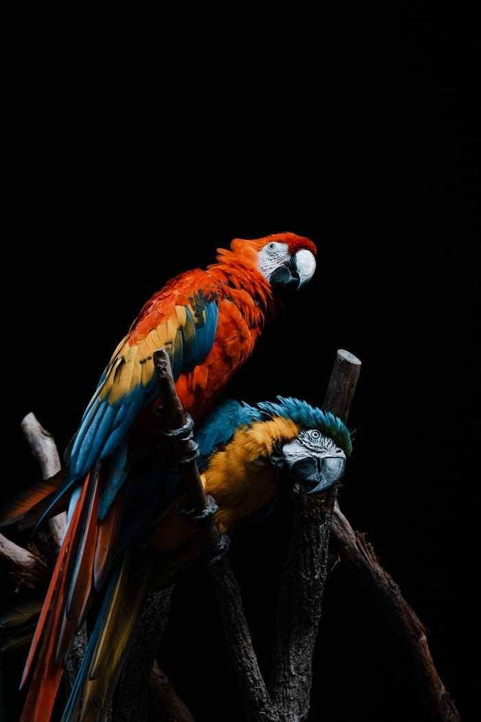 Burung makaw satwa asli Amerika Selatan. Foto unsplash.com/Jamie Rochester