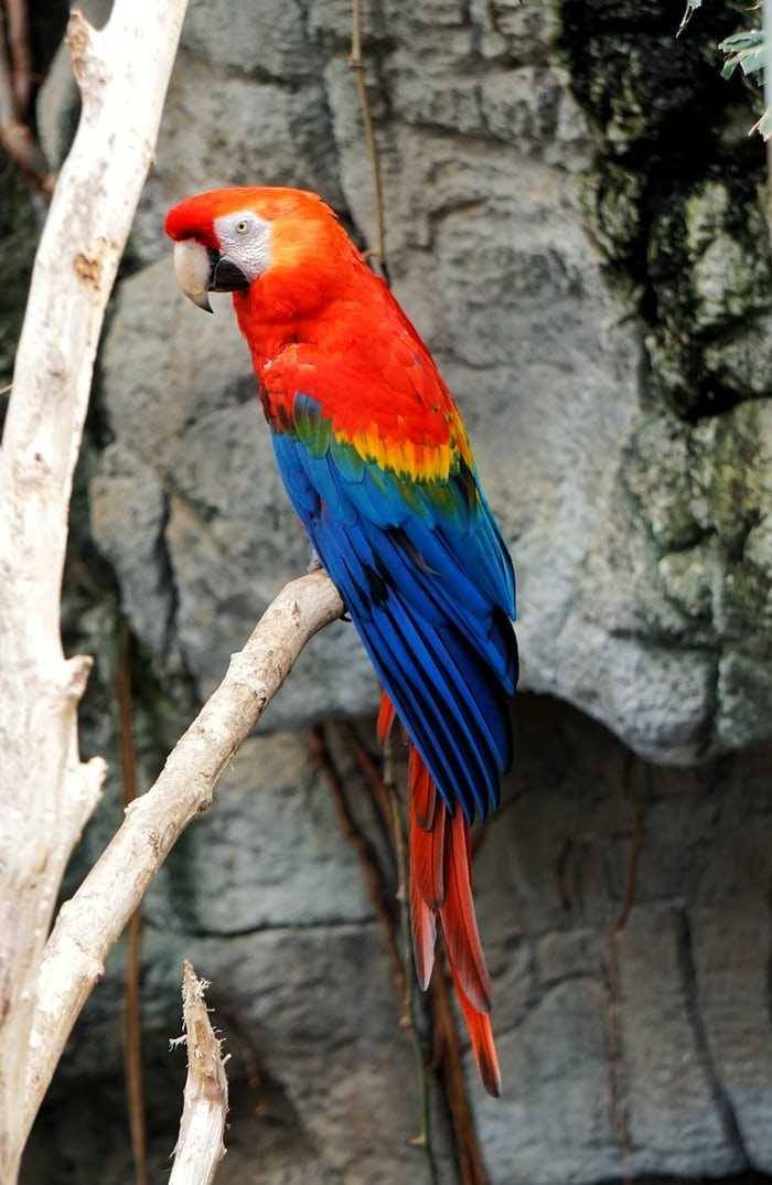 Burung makaw satwa asli Amerika Selatan. Foto unsplash.com/Zachary Spears