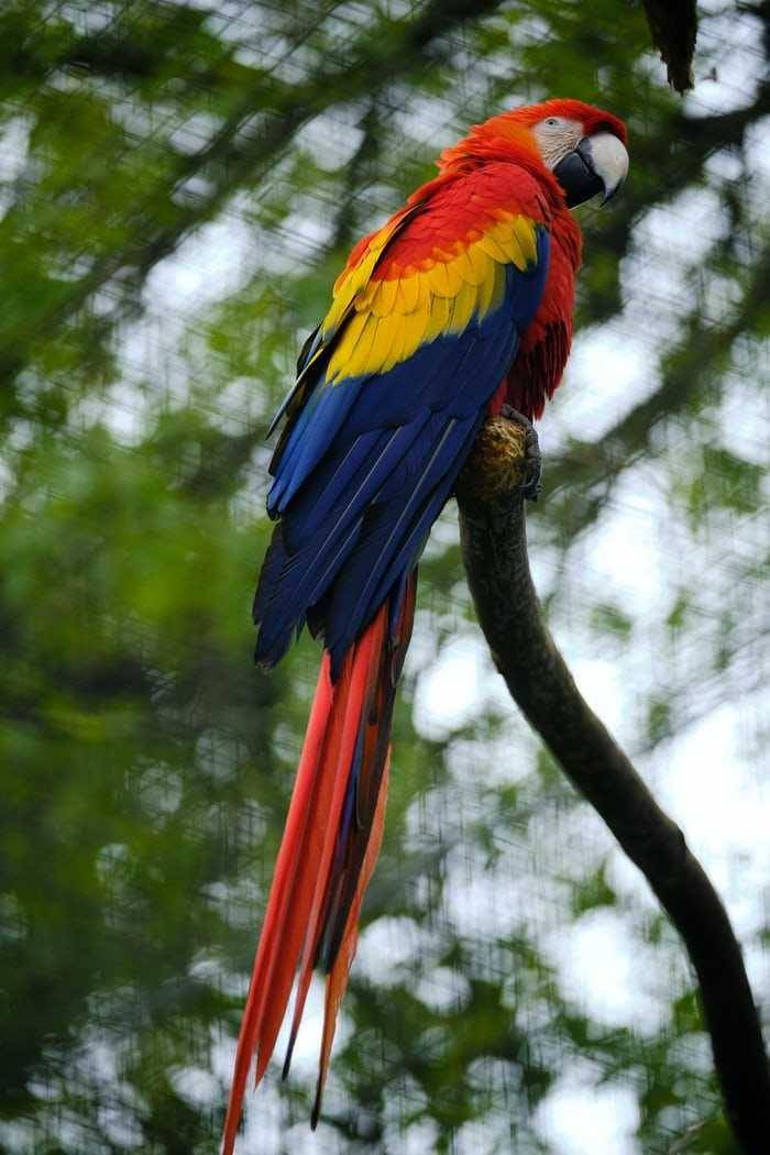 Burung makaw satwa asli Amerika Selatan. Foto unsplash.com/Carter Moorse