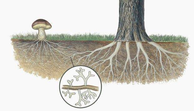 ilustrasi jaringan mycorrhizal (sciencefocus.com)