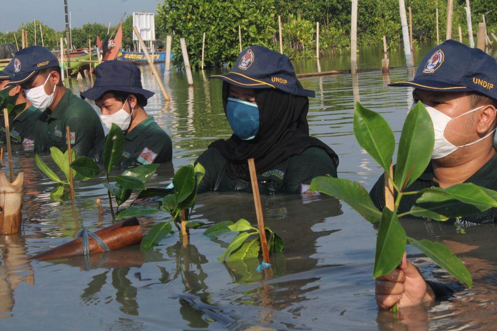 Anggota dan sukarelawan Kesemat melakukan aktivitas di area konservasi mangrove di Semarang dan Jepara. (dok. Kesemat)