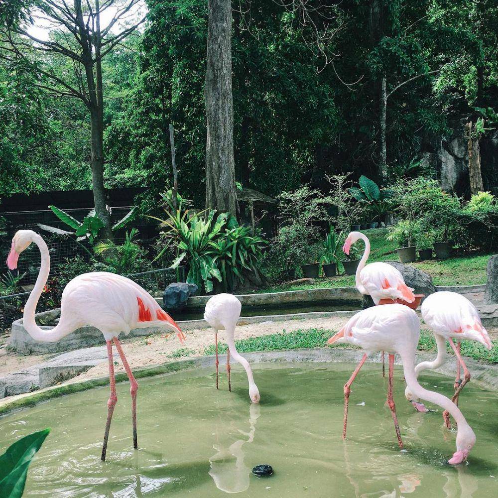 potret Songkhla Zoo (instagram.com/ninanthachat)
