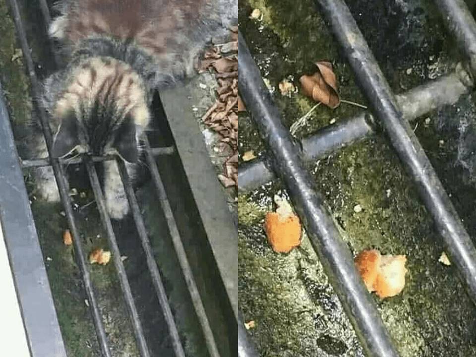 kucing saat mengalami momen sial (instagram.com/sahabat_pecintakucing)