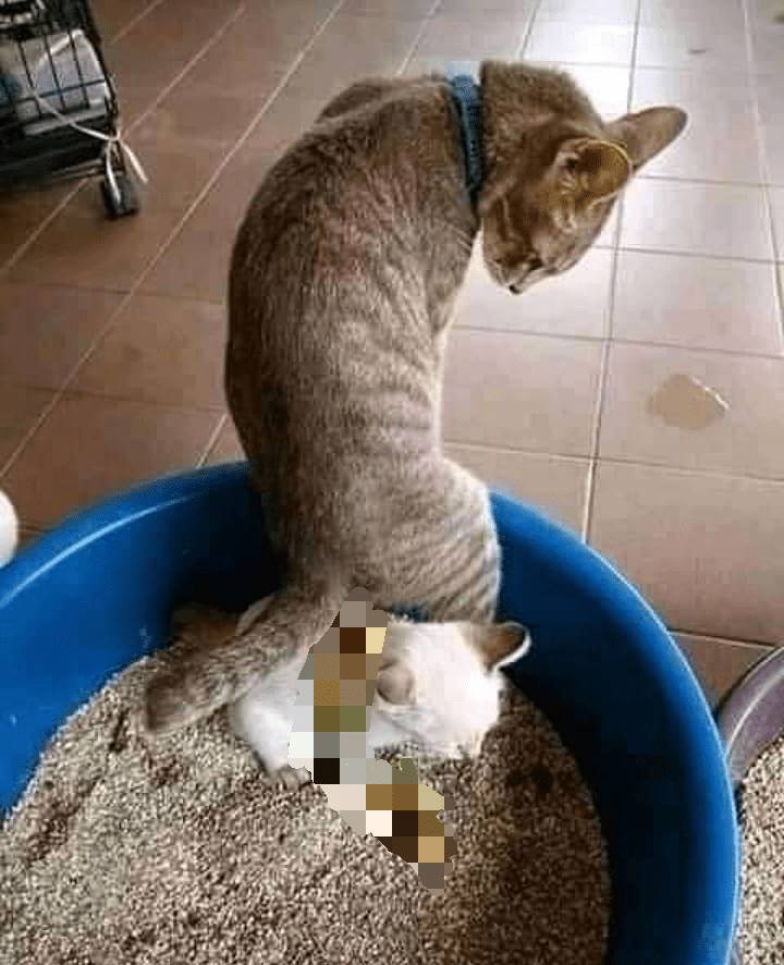 kucing saat mengalami momen sial (instagram.com/sahabat_pecintakucing)