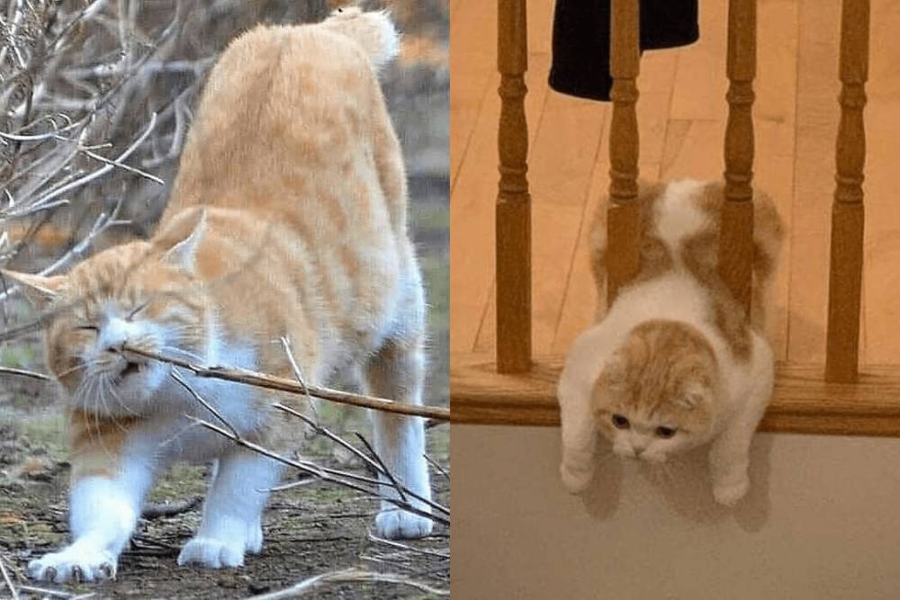 kucing saat mengalami momen sial (instagram.com/pets.catlovers | instagram.com/gallerysioyen)