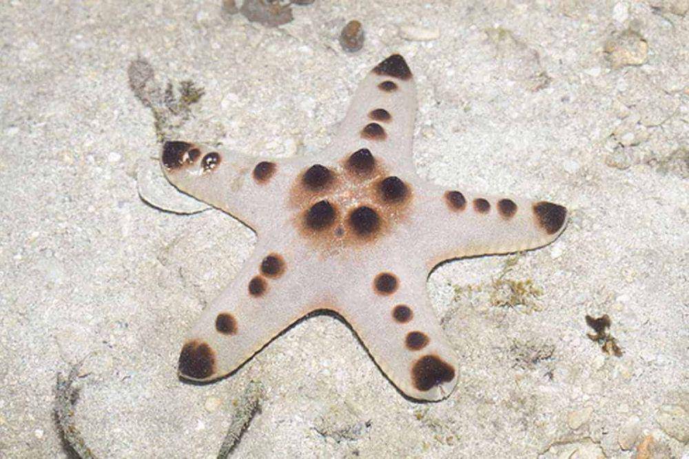 bintang laut cokelat chip (aquariumbreeder.com)