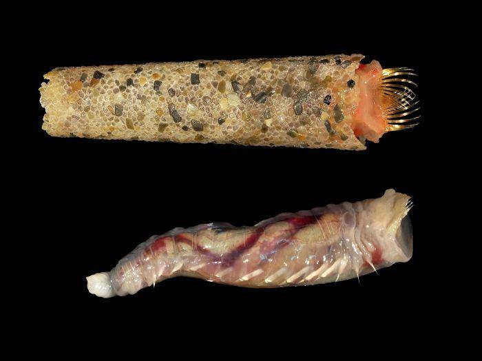 cacing ice cream cone (marinespecies.org)