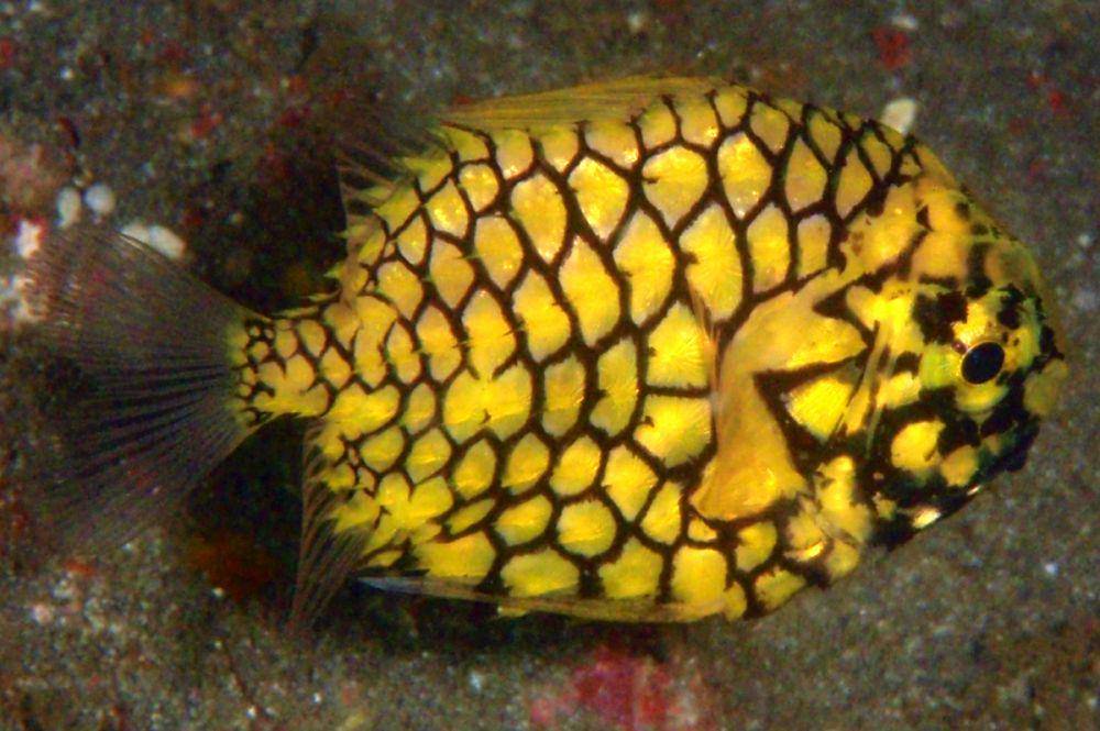 ikan nanas (fishesofaustralia.net.au)