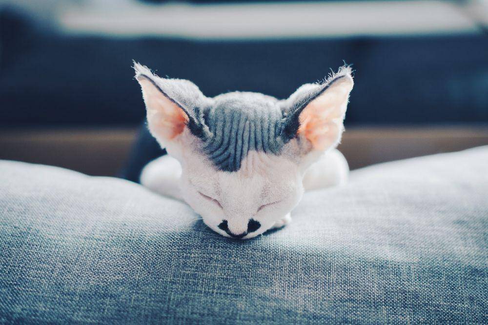 ilustrasi hewan kucing (unsplash.com/Adam Przeniewski)