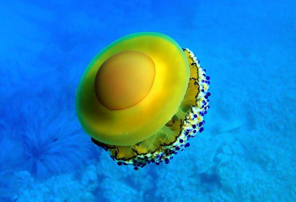 ubur-ubur telur goreng (oceana.org)