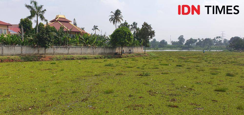 Gulma tampak memenuhi perairan Situ Tujuh Muara di Kecamatan Bojongsari, Kota Depok. (IDNTimes/Dicky)