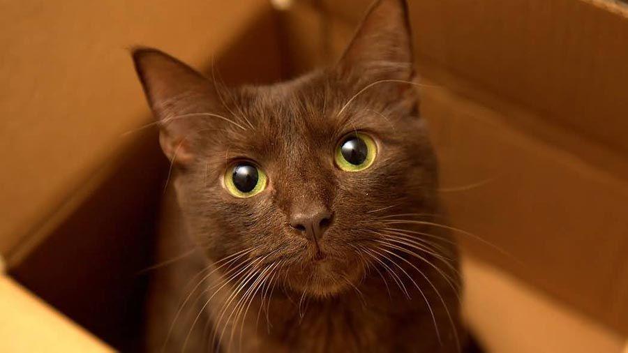 5 Warna Kucing Paling Langka di Dunia, Ada Kucing Kamu?