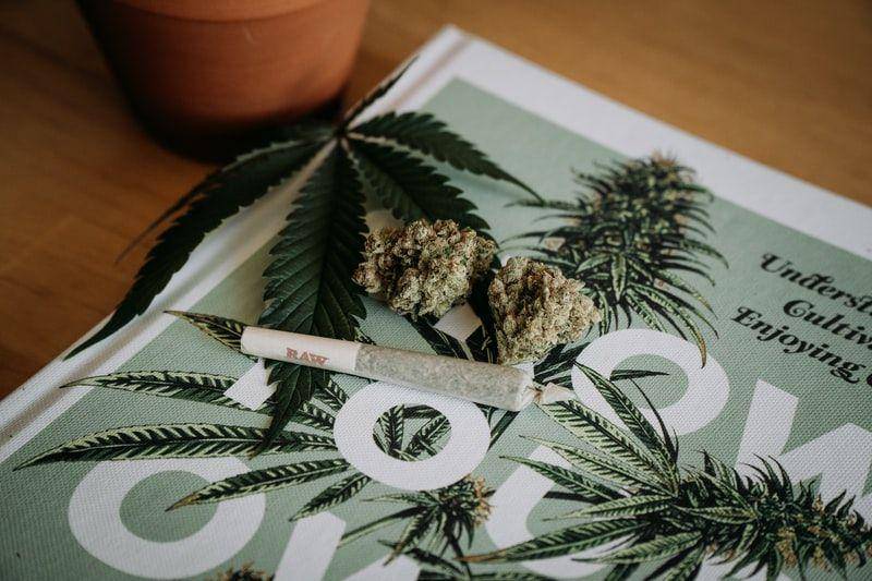 Ilustrasi ganja. (Unsplash.com/Shelby Ireland)
