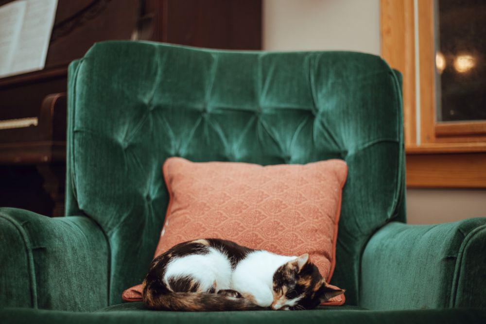 ilustrasi kucing tidur (unsplash.com/Tucker Good)