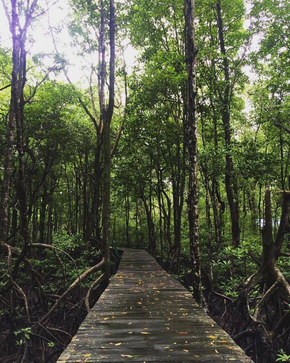 Hutan Mangrove Tarakan (instagram.com/riskanyunita)