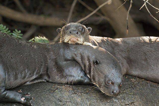 ilustrasi otter raksasa (commons.wikimedia.org/Charles J. Sharp)