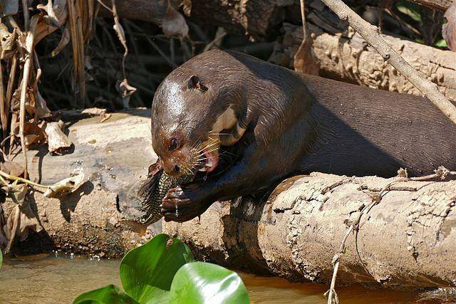 ilustrasi otter raksasa (commons.wikimedia.org/Bernard DUPONT)