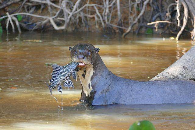 ilustrasi otter raksasa (commons.wikimedia.org/Bernard DUPONT)