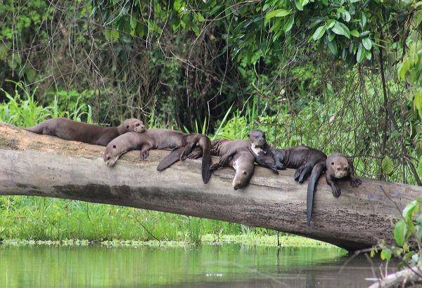 ilustrasi otter raksasa (cochacashu.sandiegozooglobal.org)