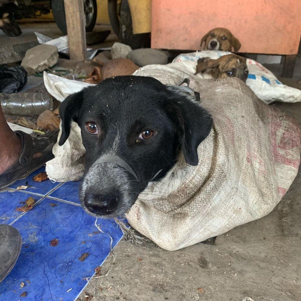 Evakuasi belasan anjing dari salah satu rumah jagal di Bantul. (Dok. Ron-Ron Dog Care)