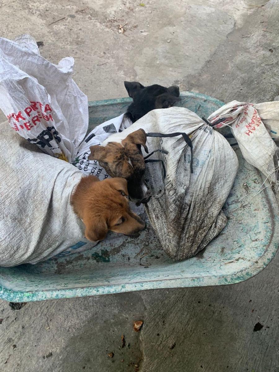 Evakuasi belasan anjing dari salah satu rumah jagal di Bantul. (Dok. Ron-Ron Dog Care)
