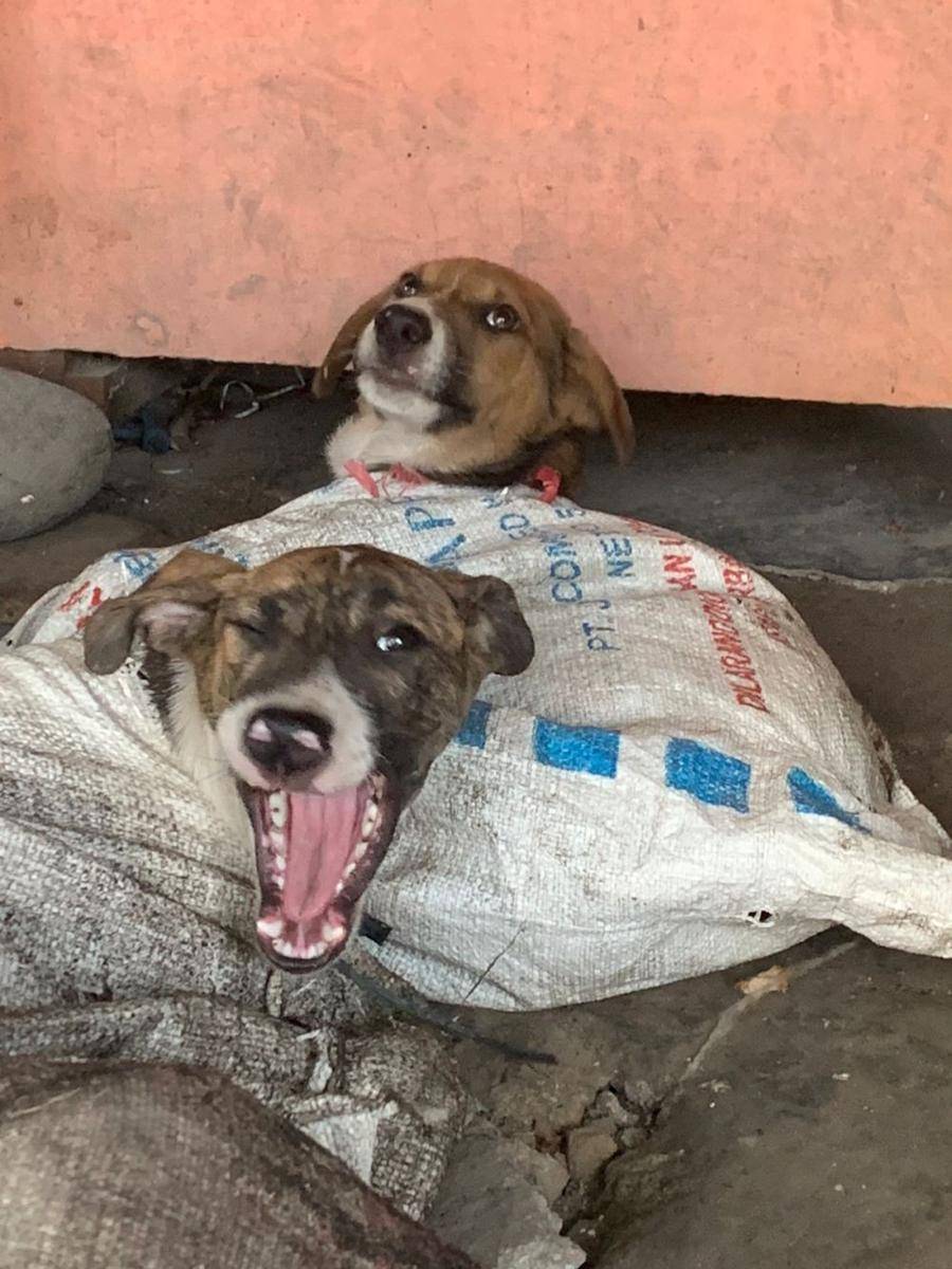 Evakuasi belasan anjing dari salah satu rumah jagal di Bantul. (Dok. Ron-Ron Dog Care)
