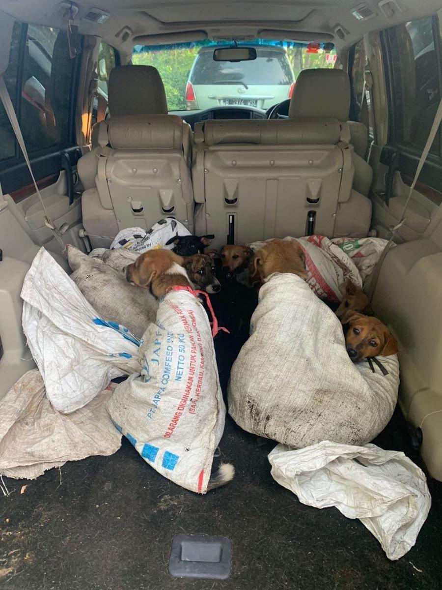 Evakuasi belasan anjing dari salah satu rumah jagal di Bantul. (Dok. Ron-Ron Dog Care)