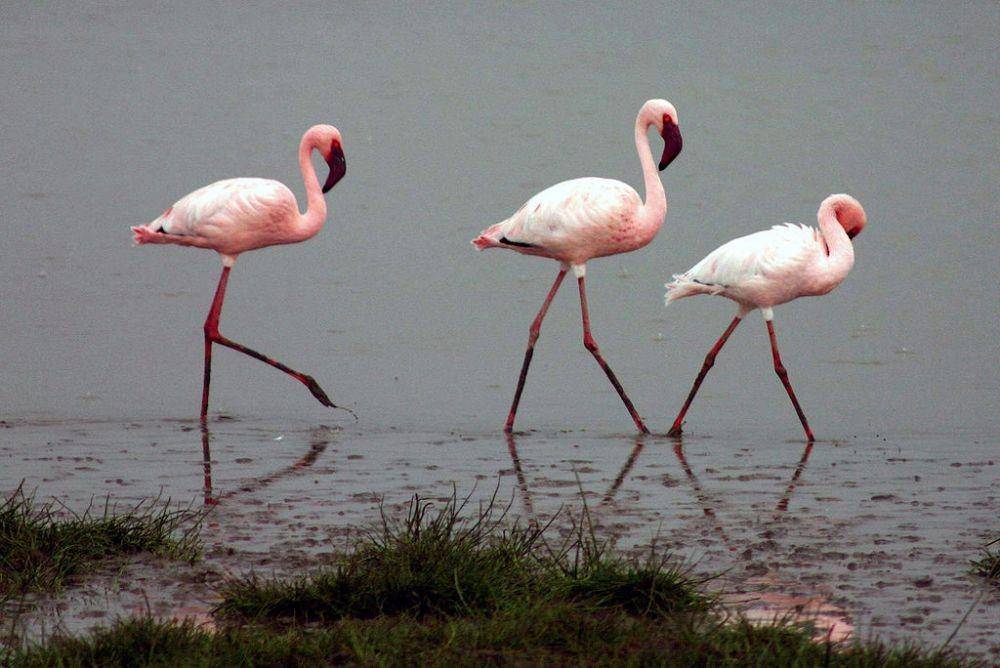 ilustrasi Lesser Flamingo (commons.wikimedia.org/Charles J. Sharp)