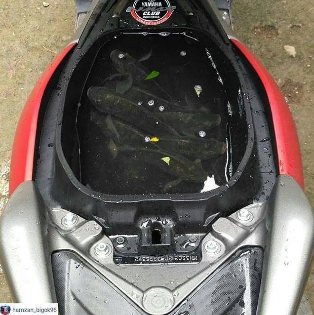 isi jok motor tak terduga (instagram.com/hamzan_bigok96)