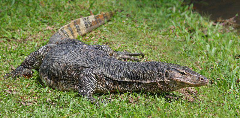biawak air (capronparkzoo.com)