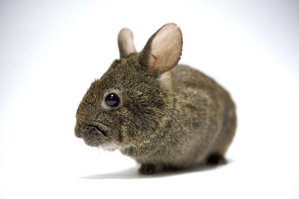 ilustrasi Volcano Rabbit (nationalgeographic.org)