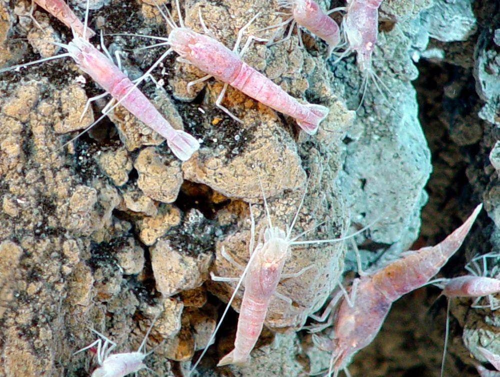 ilustrasi Loihi Shrimp (oceanexplorer.noaa.gov)