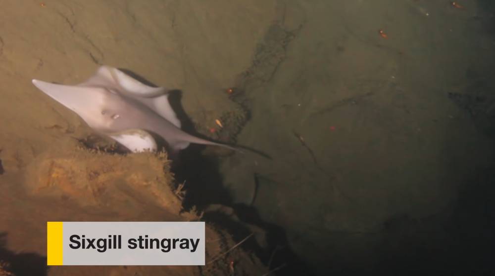 ilustrasi Sixgill Stingray (youtube.com/National Geographic)