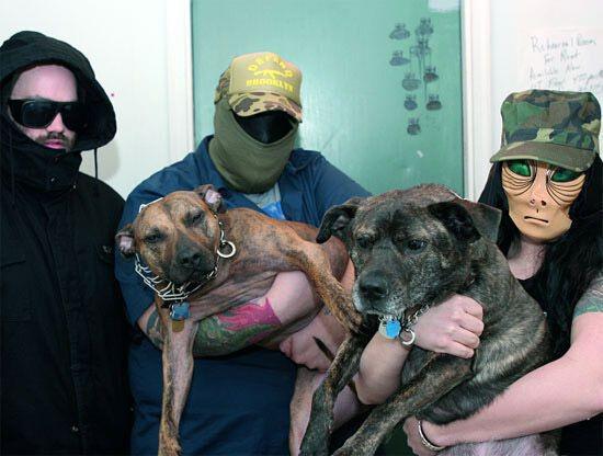 2 Anjing Pitbull Jadi Vokalis Band Metal