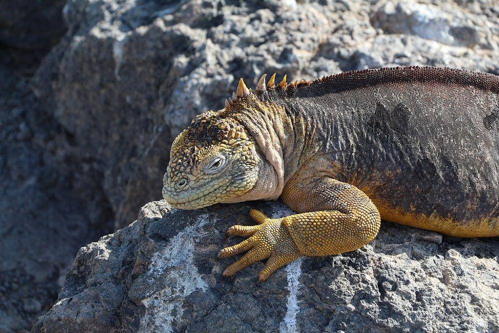 ilustrasi Galapagos Land Iguana (commons.wikimedia.org/Bernard Gagnon)