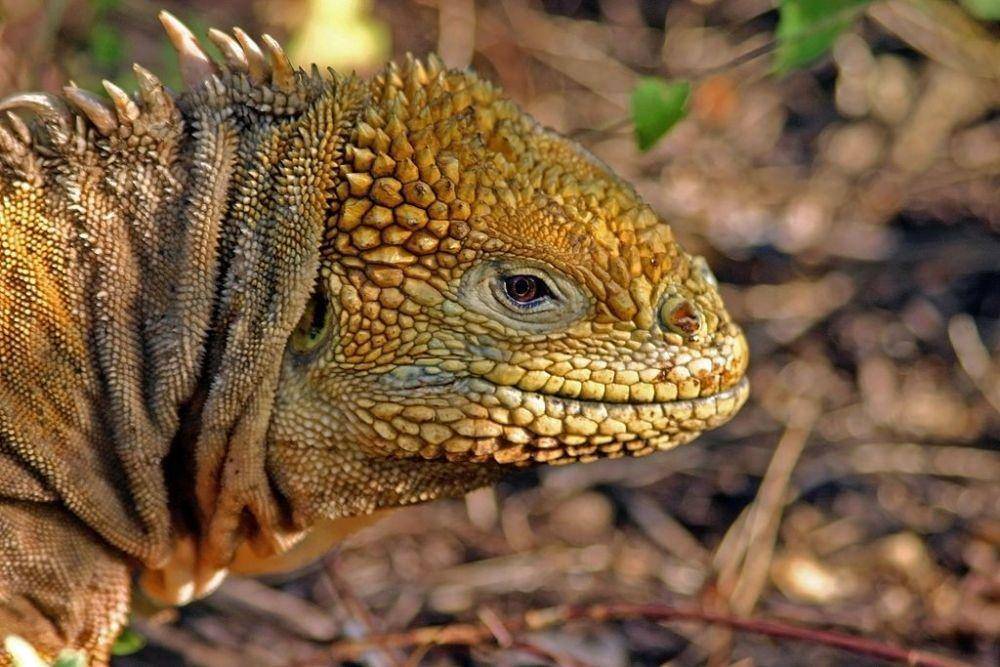 ilustrasi Galapagos Land Iguana (commons.wikimedia.org/Charles J. Sharp)