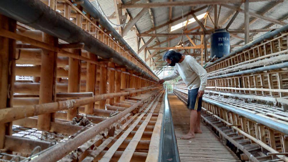 Pekerja tampak membersihkan kandang kosong. Dok/istimewa