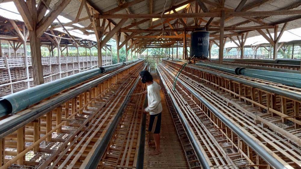 Pekerja membersihkan kandang kosong usai ribuan ayam diafkir. Dok/istimewa