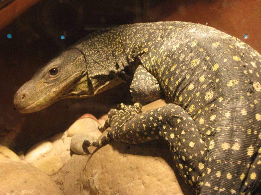 biawak papua (zoochat.com)