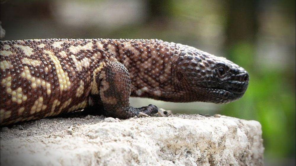 Mexican beaded lizard (uniquepetswiki.com)