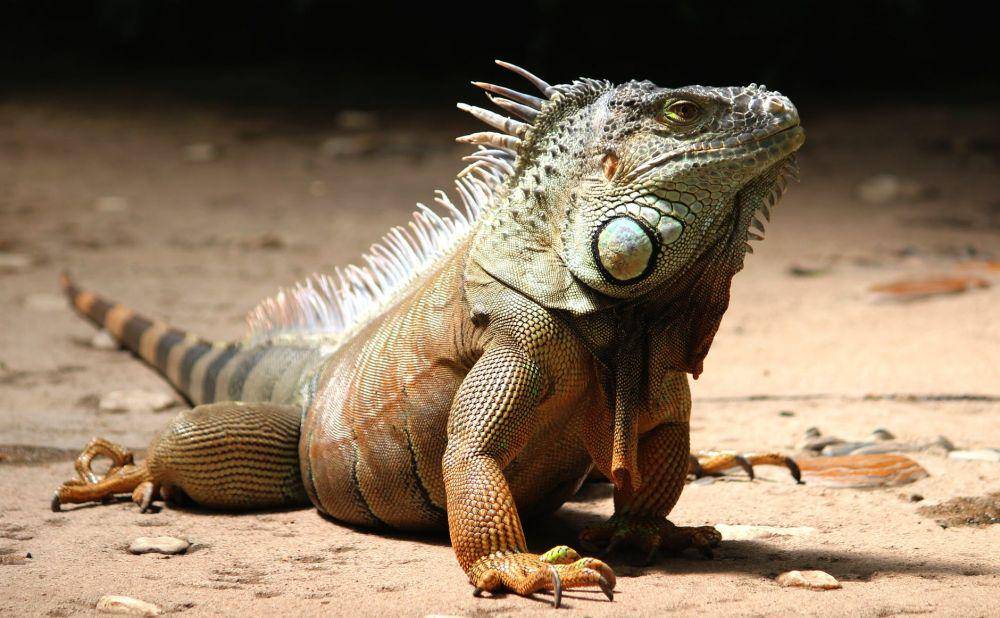 iguana (pexels.com/Pixabay)