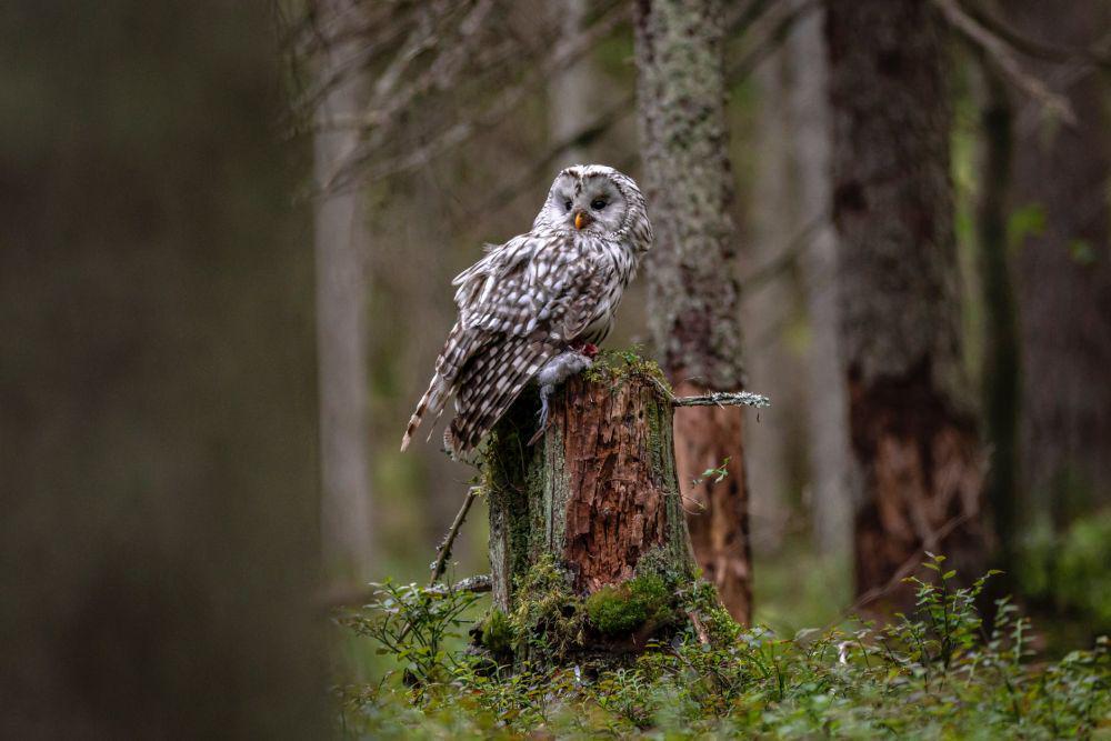 burung hantu bintik utara (pexels.com/Erik Karits)