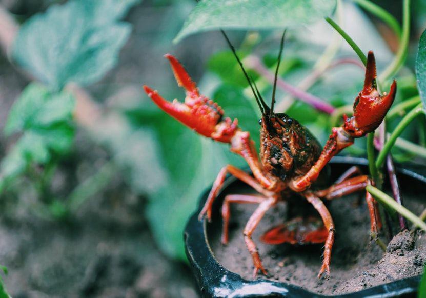 udang karang (unsolash.com/Stone Wang)