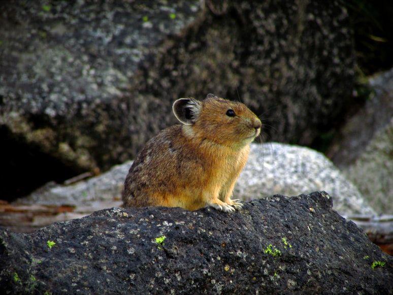 pika (unsplash.com/Diana Roberts)