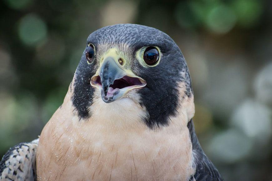 elang peregrine (unsplash.com/Steve Harvey)