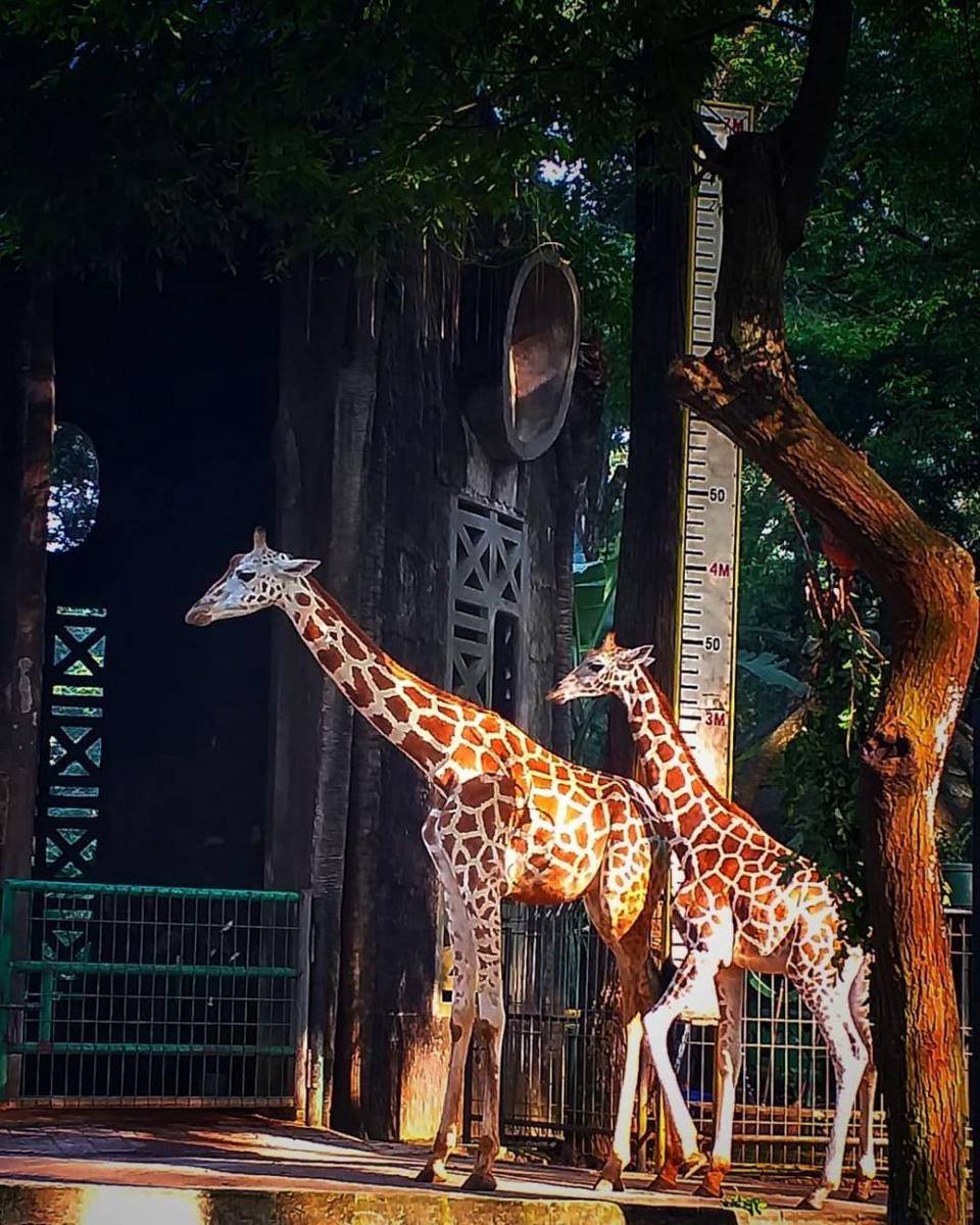 Taman Margasatwa Ragunan, Jakarta Selatan (instagram.com/tommy_immotz)